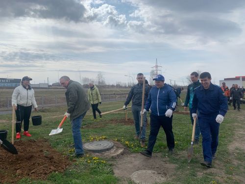 Улицы и парки Менделеевска пополнились саженцами елей и яблонь