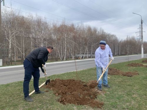 Улицы и парки Менделеевска пополнились саженцами елей и яблонь
