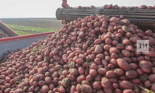 Многие россияне не планируют сажать картофель в этом году