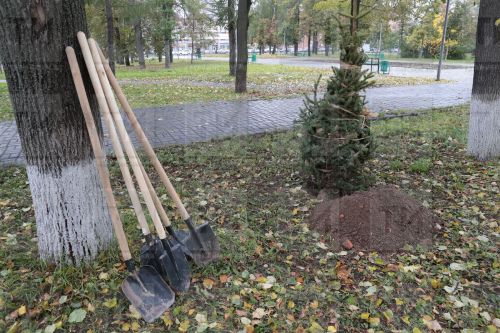 В четвертый раз в Татарстане пройдет акция по высадке деревьев «Сад памяти»