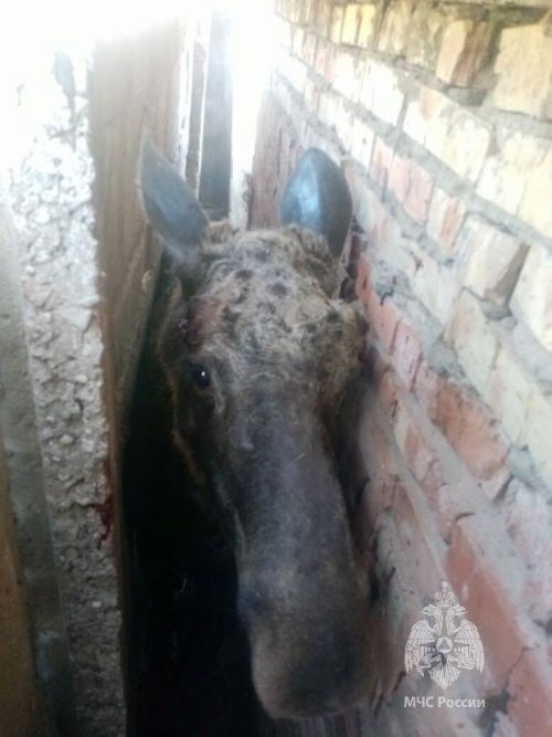 В Татарстане спасли лося, застрявшего между стенами гаражей