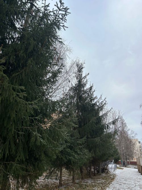 Мокрый снег и изменение ветра: погода в Менделеевске 13 ноября