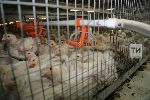 В России существует высокий риск вспышки птичьего гриппа среди людей