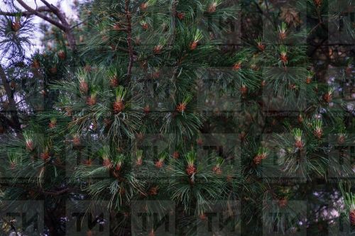 В Татарстане начата заготовка семян хвойных пород по нацпроекту «Экология»
