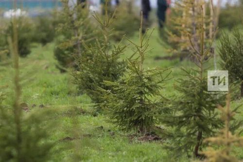 Православные вспоминают преподобного Афанасия Афонского