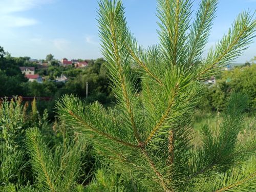 34-градусная жара прогнозируется в Менделеевске