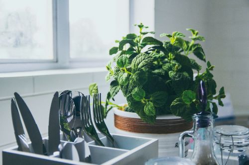 Дачникам грозит тюрьма за выращивание мяты и шалфея