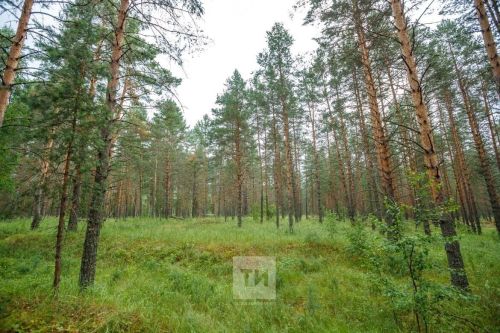 В Менделеевском районе бродит медведь