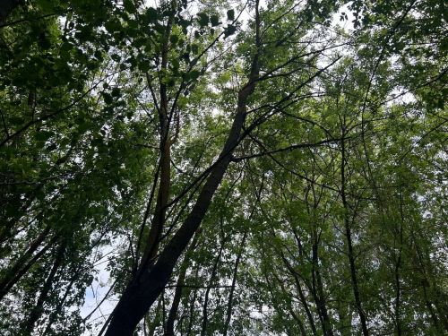 На этой неделе температура воздуха в Татарстане опустится до +10 градусов