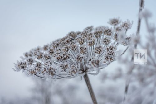 В Татарстане ожидаются ночные заморозки