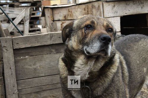 Менделеевское ветеринарное объединение рассказало, что делать, если обнаружили у животного признаки бешенства