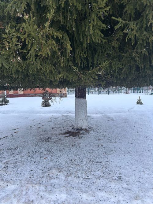 Конец января в Татарстане можно сравнить с ранней весной