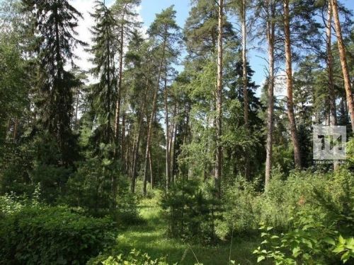 В Татарстане из Красной книги исключили бурого медведя