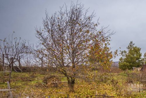 Готовим садовые деревья к успешной зимовке