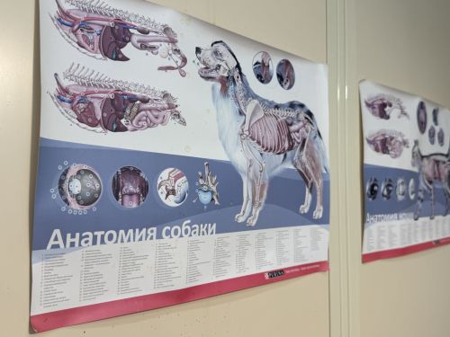 Бесплатная вакцинация, стерилизация и чипирование: в Менделеевске организована благотворительная акция