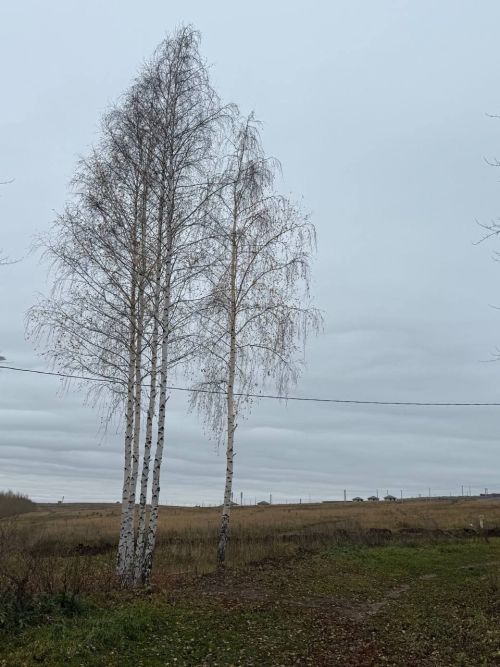 20 ноября в Менделеевске осадков не ожидается