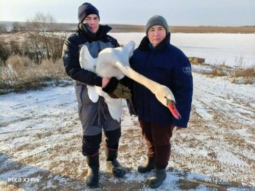 Птица будет жить: в Татарстане спасли раненого краснокнижного лебедя-шипуна