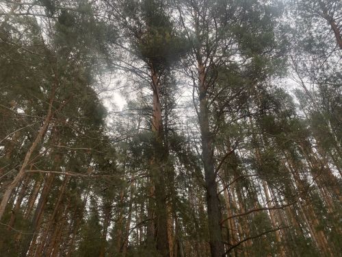 31 декабря церковь чтит святителя Модеста
