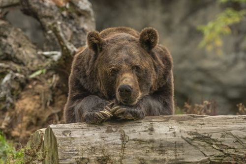 Численность медведей в Татарстане возросла в три раза