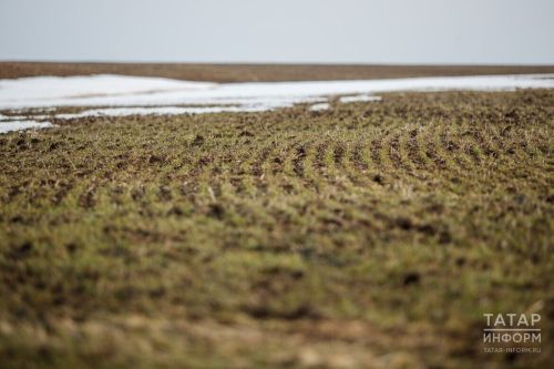 Аграриям Татарстана срочно рекомендуют подкормить озимые культуры