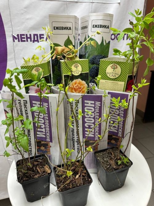 Сегодня в  «Менделеевских новостях» проходит день подписчика