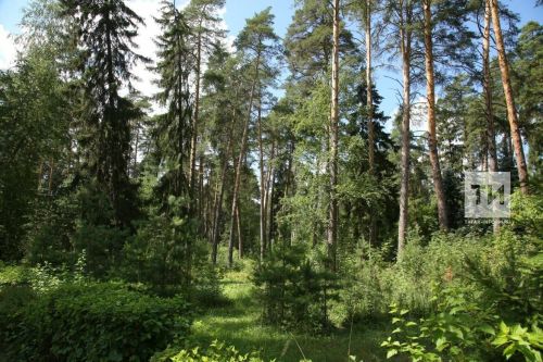 Тихая охота началась: собираем первый урожай грибов