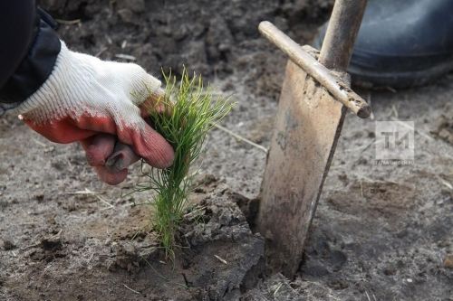 Акция «Ель герою» пройдет в Менделеевске 1 мая