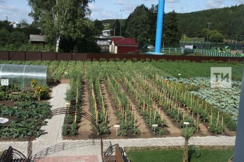 Что высадить в открытый грунт во второй половине мая