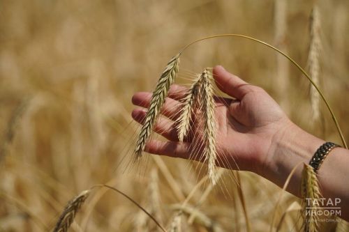 От посева овса до зимних предсказаний: народные приметы 3 июня