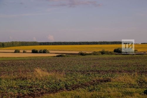 Минсельхозпрод РТ: дождливая погода способствует росту урожая, но увеличивает риски заболеваний