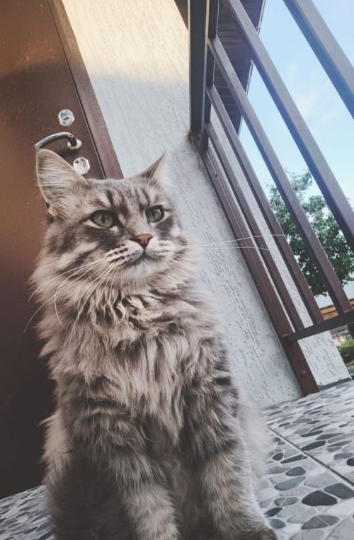 8 августа мир отмечает День кошек