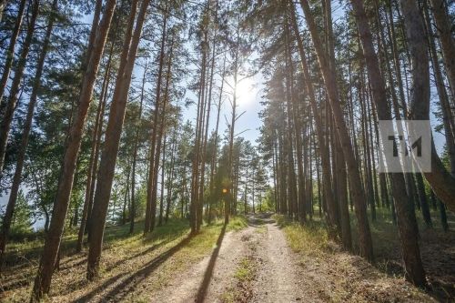 Водителям и грибникам в Татарстане напомнили о необходимости осторожности во время гона лосей