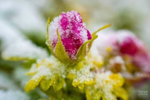 В Менделеевске ожидаются заморозки до -2°C в пятницу