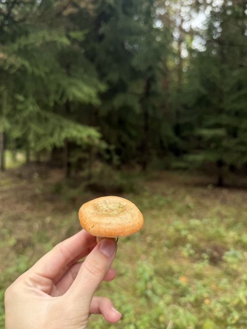 Золотая осень в банке: Готовим безупречно вкусные маринованные рыжики