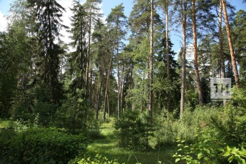 В Татарстане стартовал новый сезон лесовосстановления: цифры и планы на 2026 год