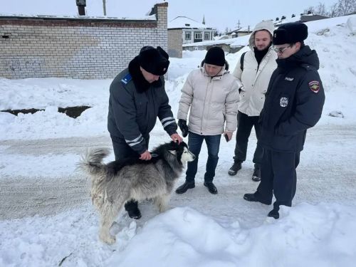 В Менделеевске прошел рейд по безнадзорным животным: хозяевам напомнили о крупных штрафах