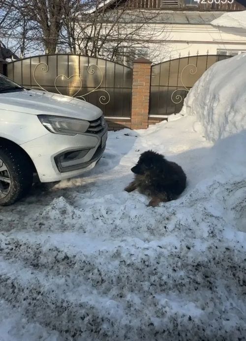 В Менделеевске проведён рейд по контролю за безнадзорными животными и за соблюдением правил содержания домашних животных