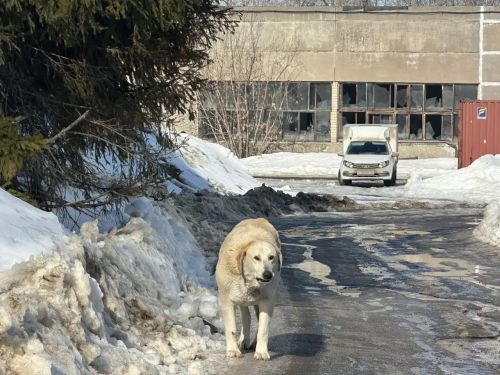 В Менделеевске проведён рейд по контролю за безнадзорными животными и за соблюдением правил содержания домашних животных
