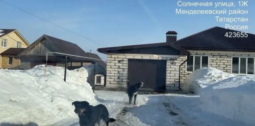 В Менделеевске проведён рейд по контролю за безнадзорными животными и за соблюдением правил содержания домашних животных
