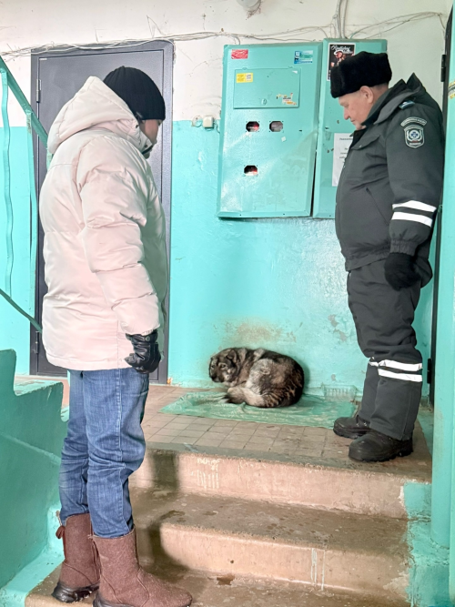 В Менделеевске проведён рейд по безнадзорным животным