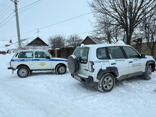 В Менделеевске проведён рейд по безнадзорным животным