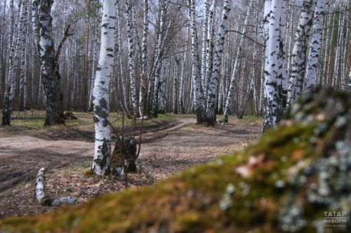 В Татарстане эксперты рассказали, кому нельзя пить берёзовый сок и как отличить подделку на полке