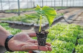 Орлык сайлау серләре: бакчачыларга апрель аенда 5 мөһим киңәш