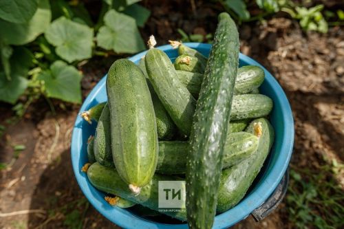 Садовод из Менделеевска поделилась секретами посадки огурцов