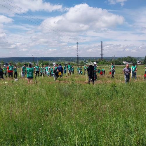 500 триплоидных осин высадили в селе Тихоново при поддержке профсоюза «Татнефть»