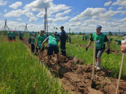 500 триплоидных осин высадили в селе Тихоново при поддержке профсоюза «Татнефть»