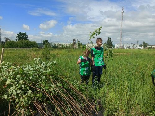 500 триплоидных осин высадили в селе Тихоново при поддержке профсоюза «Татнефть»
