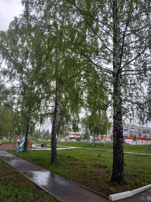 23 июня в Менделеевске ожидается пасмурный день с дождём и грозой