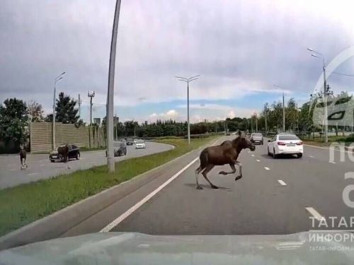 В Татарстане ежегодно случается около 200 ДТП с участием лосей