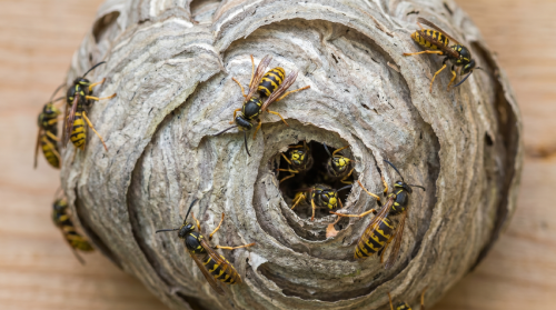 Осы на участке: чем опасны и как избавиться — советы экспертов ЦОК АПК